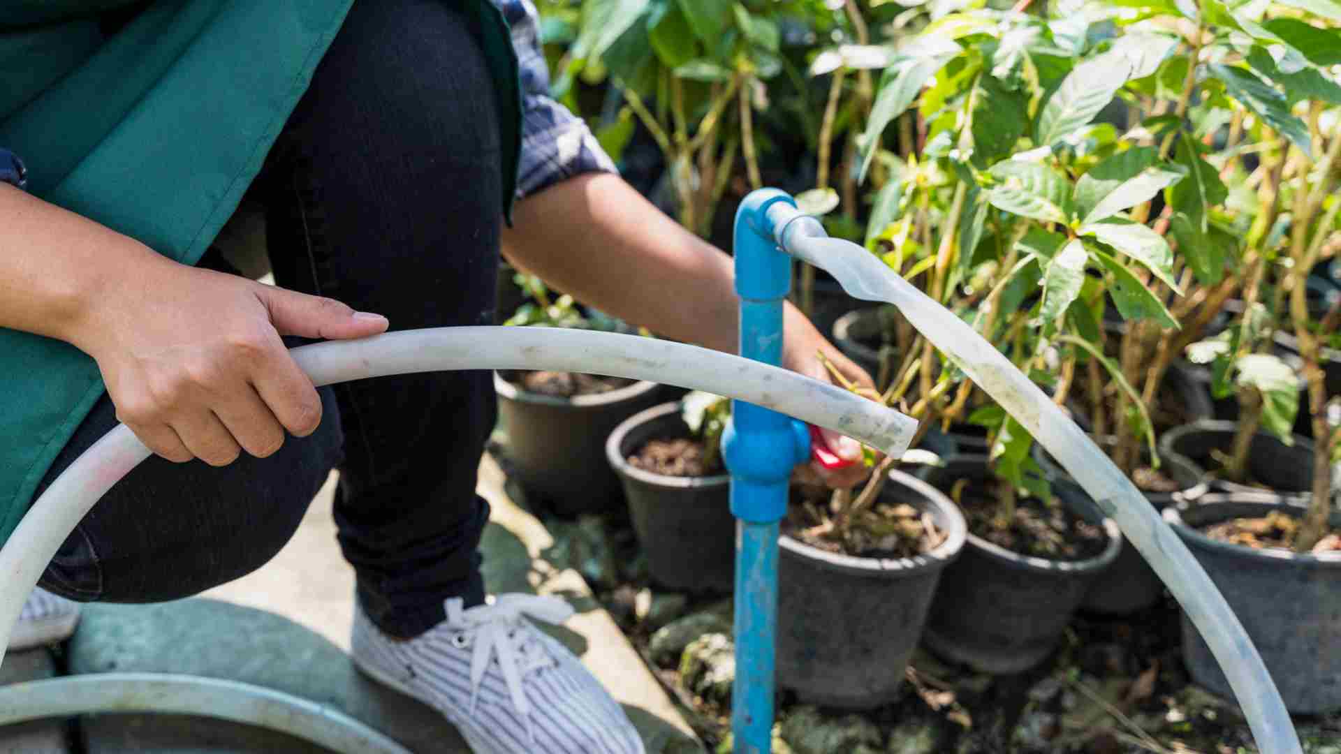 irrigation